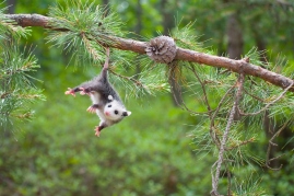"Baby Opossum, Pine Barrens, New Jersey"